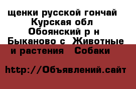 щенки русской гончай - Курская обл., Обоянский р-н, Быканово с. Животные и растения » Собаки   
